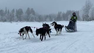 Hundekjøring på Camp Sjusjøen [upl. by Lobiv211]