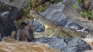 Huge crocodile kills wildebeest [upl. by Tabbie]