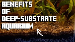 Why Plants Thrive In DeepSubstrate [upl. by Mloclam179]