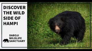 Hampi Vlog  Things to do in Hampi  Daroji Sloth Bear Sanctuary  EP2 [upl. by Zita]