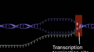 Transcription  RNA synthesis  RNA polymerase [upl. by Dudden868]