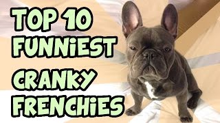 TOP 10 CRANKIEST FRENCH BULLDOGS [upl. by Ajax]