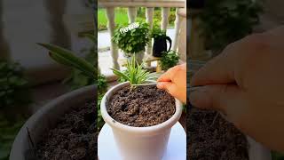 Techniques pollination flowers cutting growing in plastic pot amazing plants flower garden [upl. by Nnylahs716]