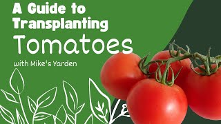 The proper way to transplant tomatoes and its easy [upl. by Nnairam]