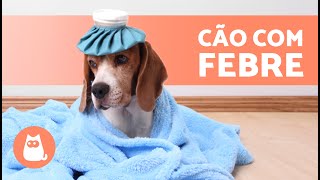 Como BAIXAR A FEBRE DE UM CÃO 🐶🌡 Remédios caseiros para reduzir a febre em cães ✅ [upl. by Anyd]