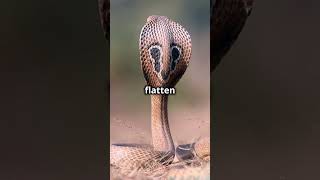 Cobra Rage The Grumpiest Snake in the Wild amusinganimals animalhumor animalcomedyvideo [upl. by Latini]