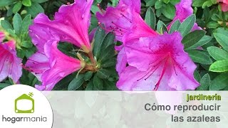 Cómo reproducir las azaleas [upl. by Frieda]