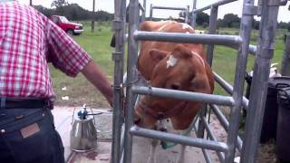 Milking a Guernsey Cow [upl. by Attaynek]