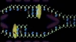 DNA Replication Animation [upl. by Eizeerb317]