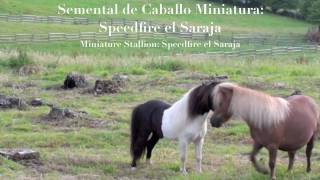 Semental quotCaballo Miniaturaquot [upl. by Washko]