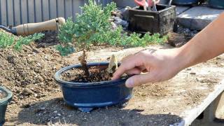 Bonsai Basics  Watering your Bonsai Tree [upl. by Ttiwed]