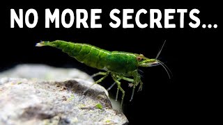 Everything You Should Know Before You Get Shrimp 7 Tips for Keeping Shrimp in an Aquarium [upl. by Kciv]