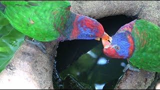 Bird watching in Hong Kong Park 2017 [upl. by Neret429]