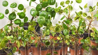 Buy A Pilea Peperomioides And They Will Take Over  Pilea Giveaway [upl. by Zacek219]