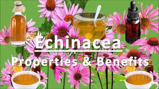 Health Benefits of Echinacea l Good for Immune System [upl. by Pubilis]