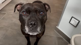 Staffordshire Bull Terrier pays close attention to your food 🧐😡 [upl. by Bertrando]