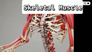 The Power of Skeletal Muscles [upl. by Peggy466]