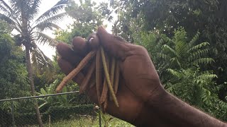 Jamaican Health Benefits of Dandelion amp Sarsaparilla [upl. by Swope]