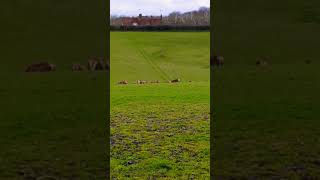 Bucklebury Farm Park [upl. by Lenoj882]