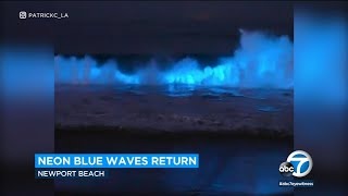 Neon blue bioluminescent waves return to Orange County  ABC7 Los Angeles [upl. by Rabi]