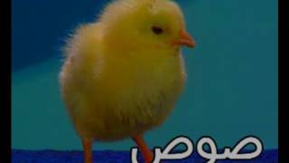 Arabic Nursery Rhyme Baby Chicks  Teach Arabic Kids [upl. by Schilit]