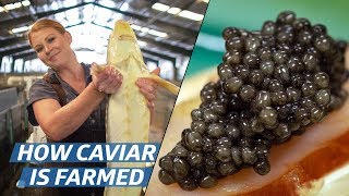 How Russian Sturgeon Caviar Is Farmed and Processed — How To Make It [upl. by Eeniffar]