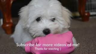 A week in the life of a Coton De Tulear puppy [upl. by Caren]