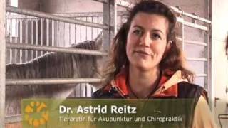 Akupunktur und Manuelle Therapie beim Pferd  Dr Astrid Reitz [upl. by Rockwell]