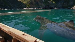 The Basking Shark  Shark Bites [upl. by Cyprio]