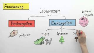 Die Hefe  Biologie  Zoologie [upl. by Aitam309]