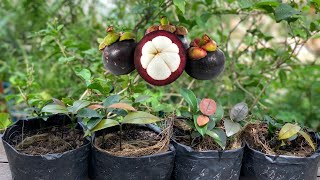 Mangosteen Germination from SeedsHow to Grow Mangosteen in Bag [upl. by Hieronymus598]