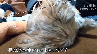 爆睡していたワンコは、のびーーーをしたくなります。シーズー ももさんの日常 Makes me want to relax Shih Tzu [upl. by Arlynne]