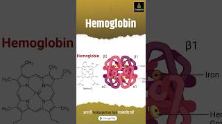 Hemoglobin  Structure of Hb  Function of Hb  Synthesis of Hb hemoglobin Function shorts [upl. by Beaufert]