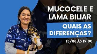 Mucocele e lama biliar quais as diferenças [upl. by Marguerite]