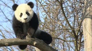 PandaZwillinge im Tiergarten Schönbrunn Frühling 2017 [upl. by Yalc]