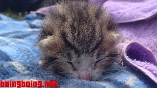 Kitten 9 days old crying with maximum cuteness [upl. by Stanford]