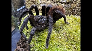 Pamphobeteus petersi Red Bloom Birdeater rehouse [upl. by Nennerb401]