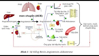 CƠ CHẾ THUỐC HẠ HUYẾT ÁP ỨC CHẾ MEN CHUYỂN  ACE [upl. by Gillie]