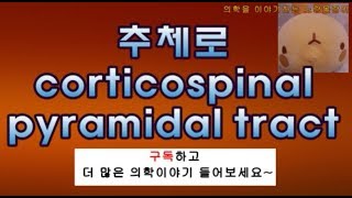 corticospinal tract pyramidal tract 피라미드로 추체로 피질척수로 해부학 그리기 [upl. by Gabler]