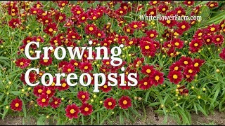 Growing Coreopsis [upl. by Asiulairam]