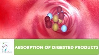 ABSORPTION OF DIGESTED PRODUCTS [upl. by Turner]