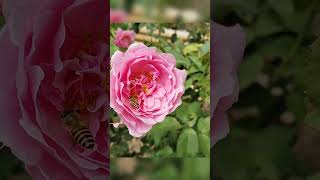 Pollination flowers and the bees beautiful nature flowers roses vlog shorts [upl. by Vilhelmina993]