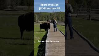 Close Encounter Of Idiot Taunts a Bison 😱 WildlifeSafetyFail BisonEncounter [upl. by Cud48]