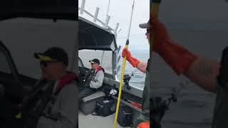 Bandon High Spot Halibut [upl. by Humfried453]