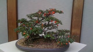 How to Care Cotoneaster Bonsai [upl. by Saenihp749]