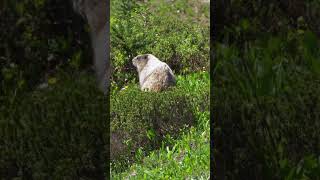 Hoary Marmot in Mt Rainier National Park… nationalparks travel wildlife [upl. by Inhsor529]