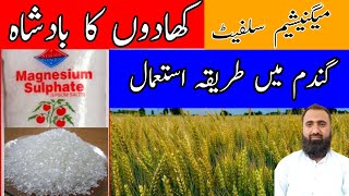 What is magnesium sulphate FertilizerHow to use magnesium sulfate in WheatBilal Kanju Official [upl. by Xever]