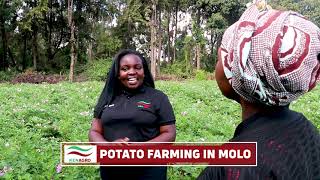 POTATO FARMING IN KENYA  Tips to Successful Potato Agribusiness potato farming kenya [upl. by Golter]