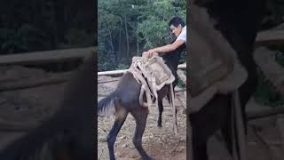 The process of installing the wood saddle for the horse [upl. by Buff]