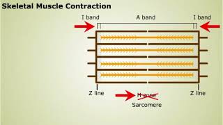 Contraction of Skeletal Muscle [upl. by Enyaj350]